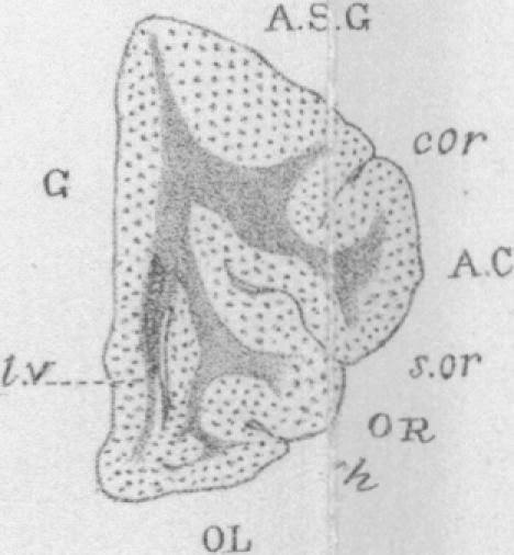 Fig. III