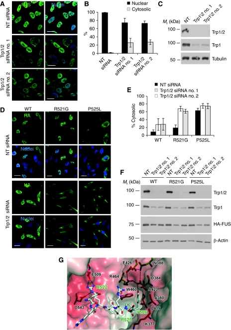 ALS-associated fused in sarcoma (FUS) mutations disrupt Transportin ...