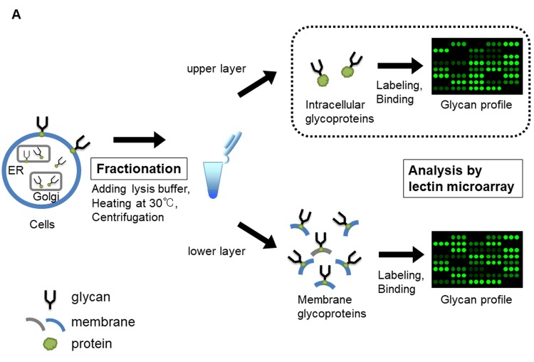 Figure 1A