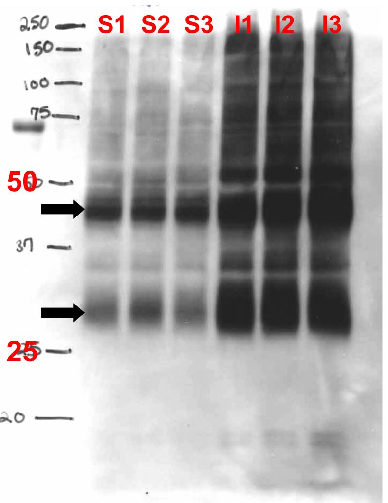 Fig. M1