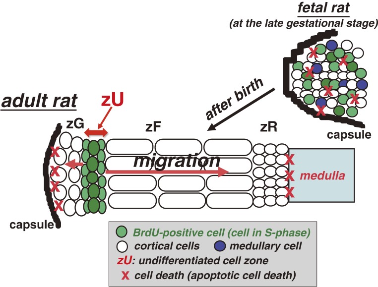 Figure 12. 