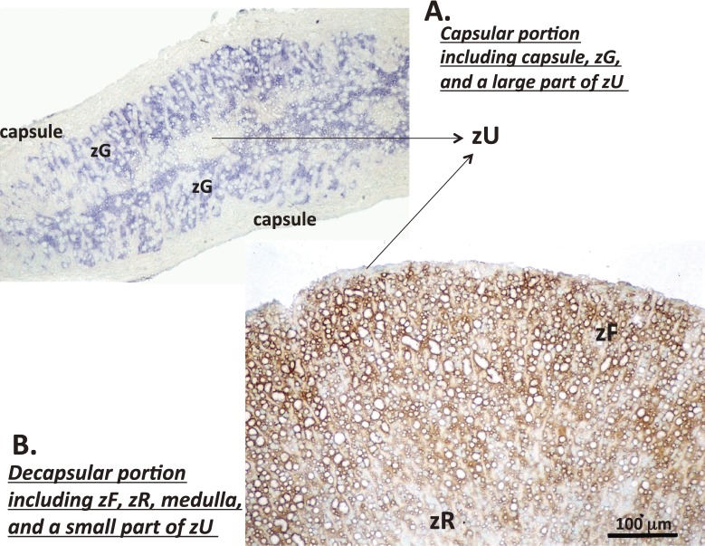 Figure 11. 