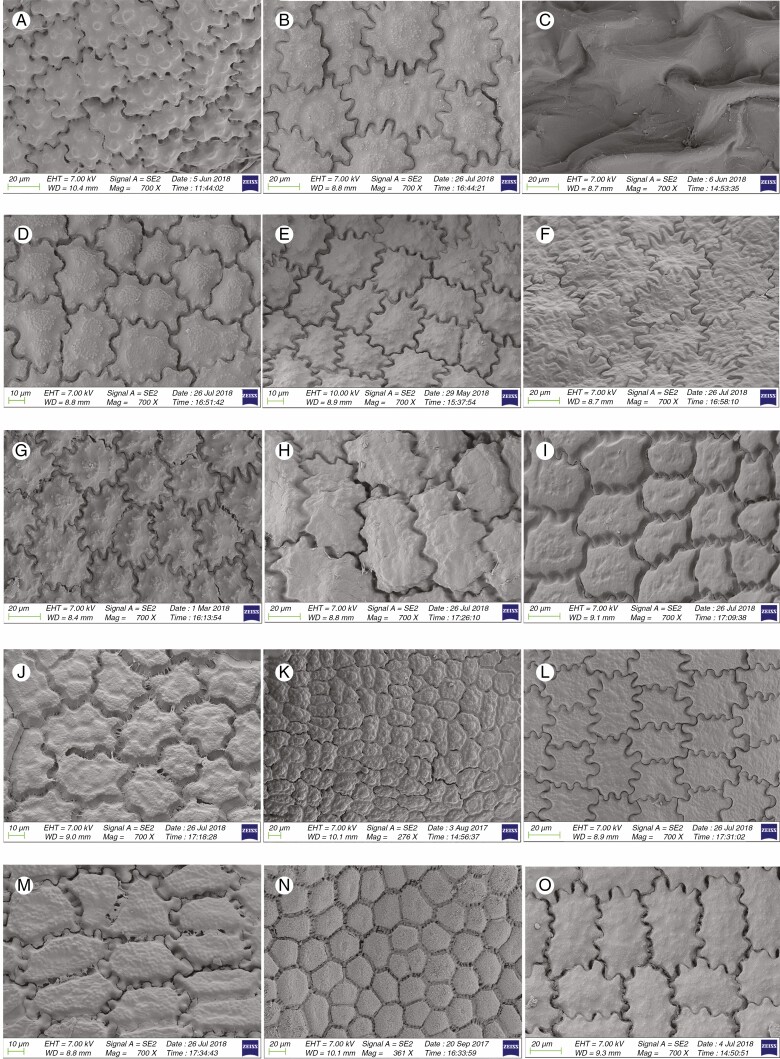 Fig. 12.