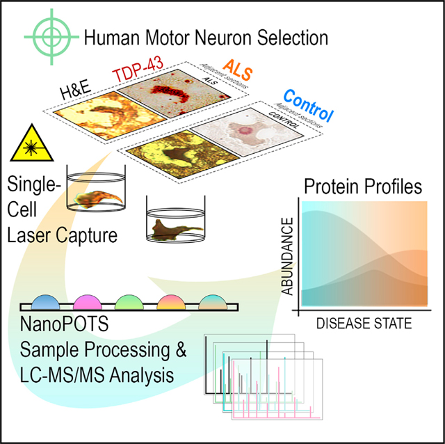 graphic file with name nihms-1961509-f0005.jpg