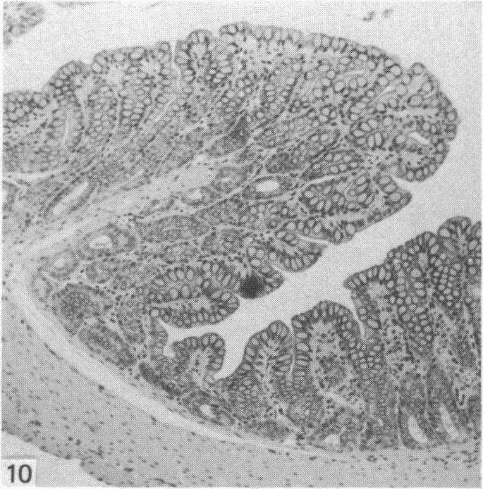 Fig. 10