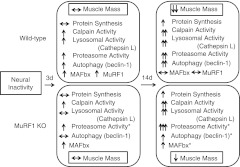 Figure 10.