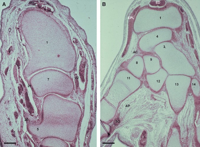 Fig. 5