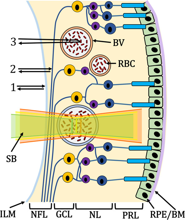 Fig. 1