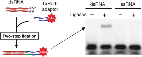 Figure 2.