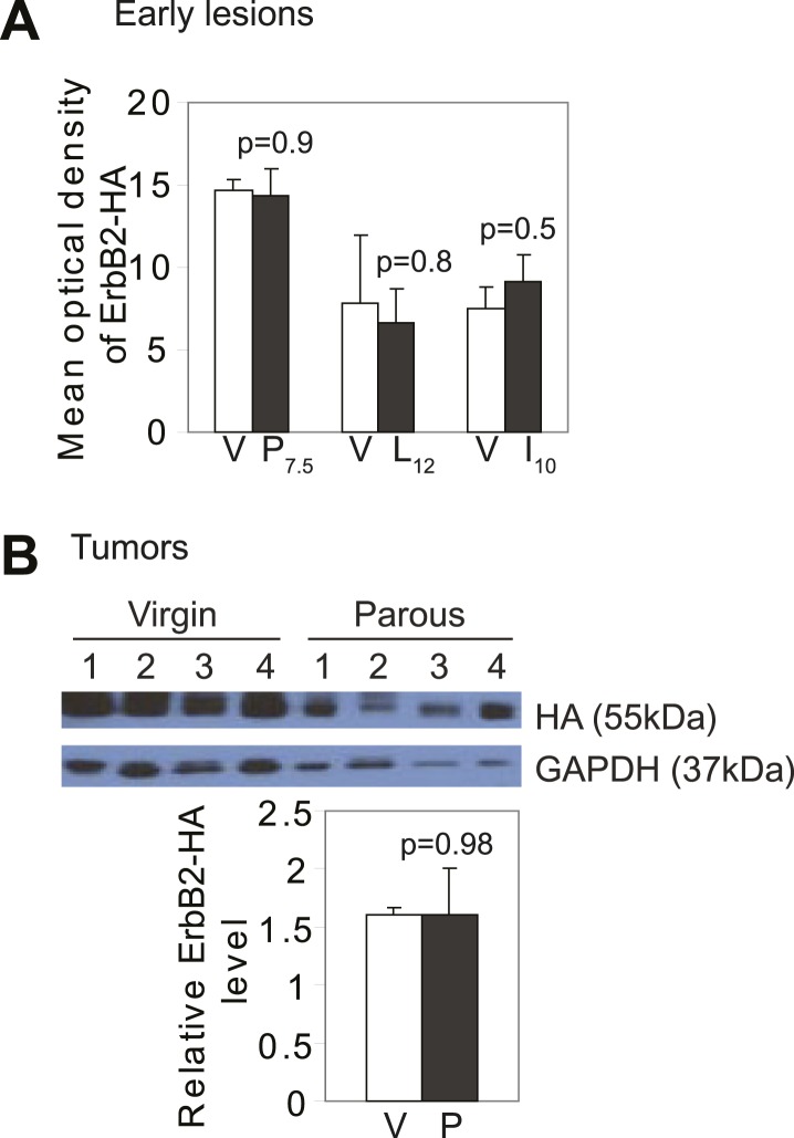 Figure 1—figure supplement 1.