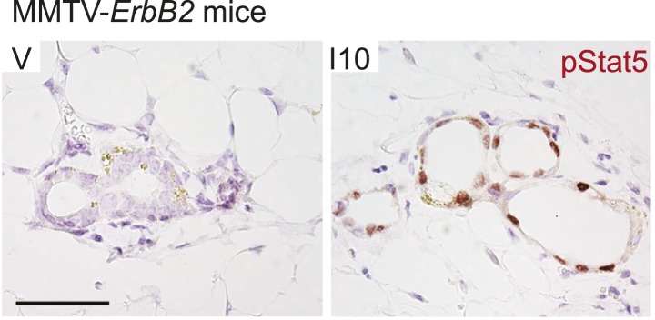 Figure 2—figure supplement 2.