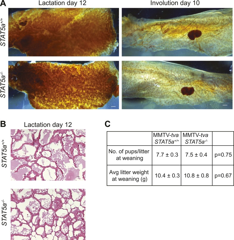 Figure 5—figure supplement 1.