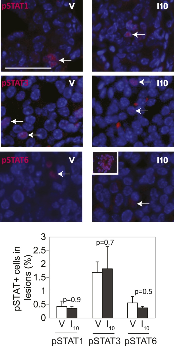 Figure 3—figure supplement 3.