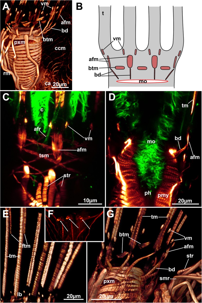 Fig. 10