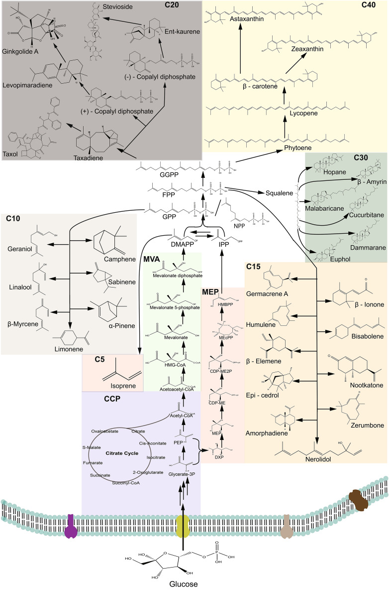 Fig. 1