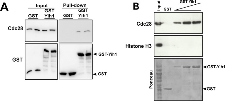 Fig 6