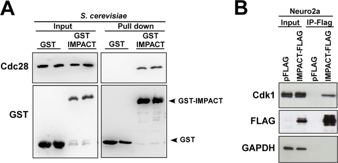 Fig 11