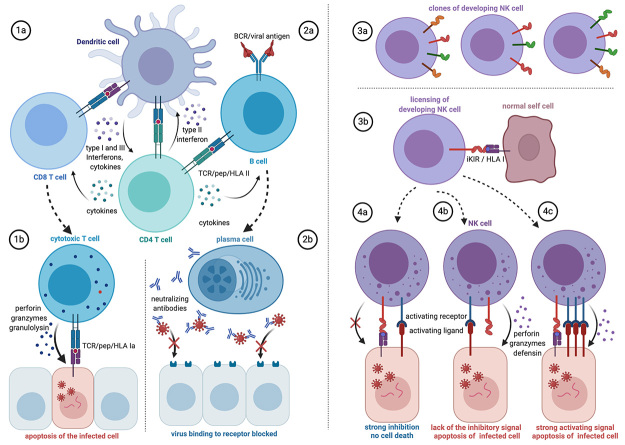 Figure 3 -