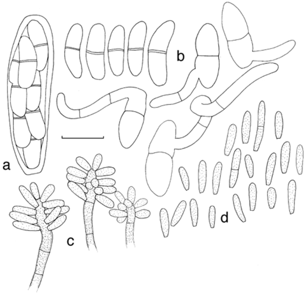 Fig. 6