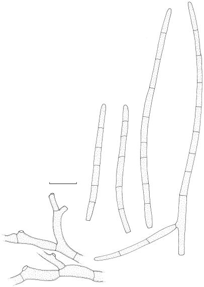 Fig. 8