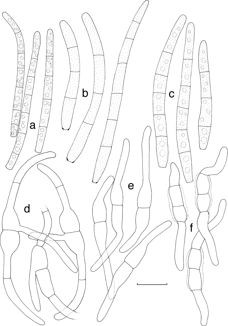 Fig. 18