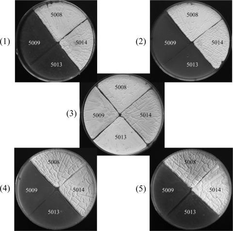 FIG. 3.