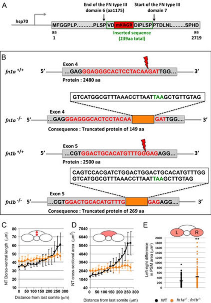 Figure 5—figure supplement 1.