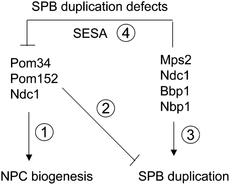 Figure 9.