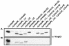 FIG. 8.