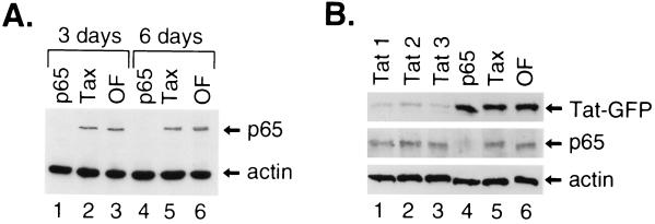 FIG. 1.