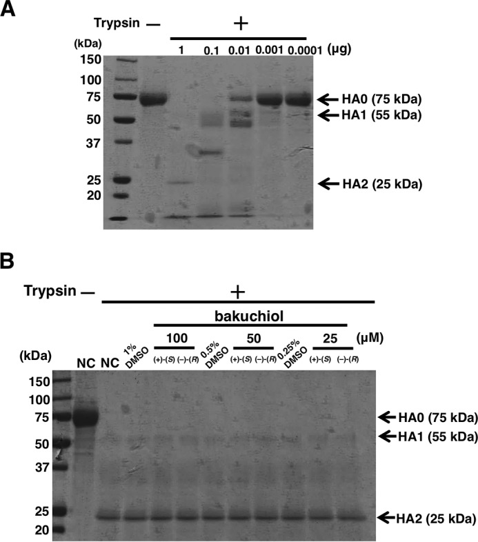 FIGURE 10.