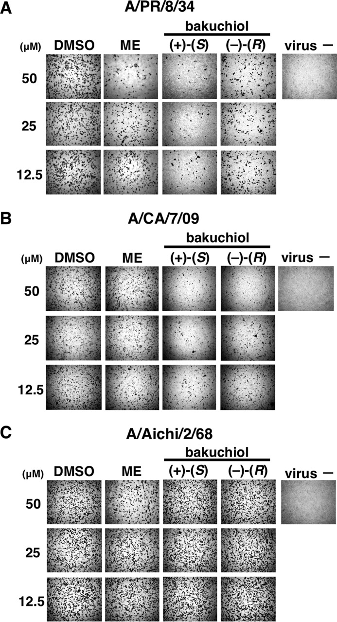 FIGURE 3.