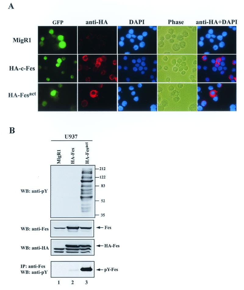 FIG.2.