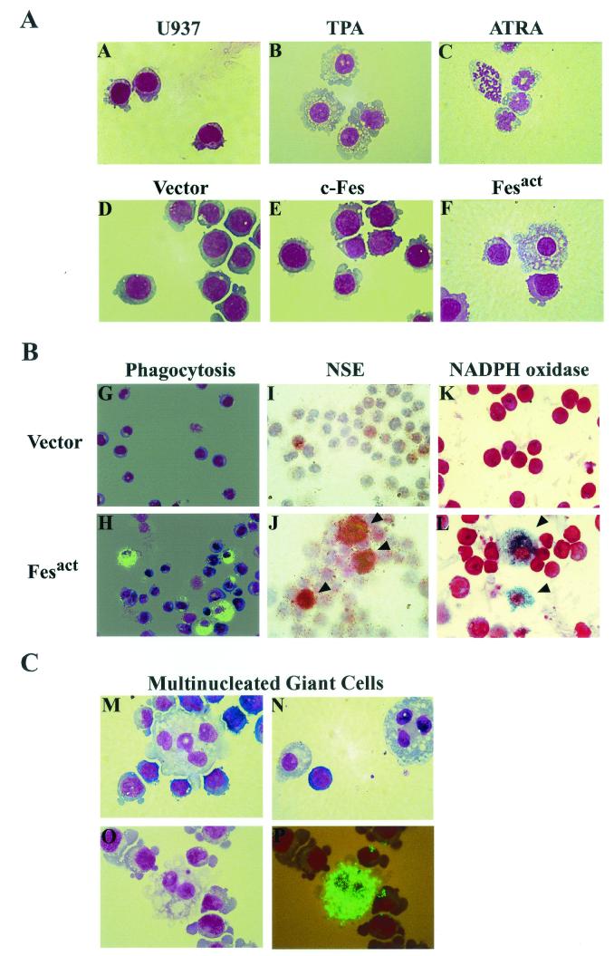 FIG.3.