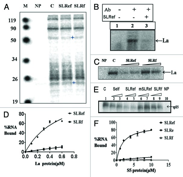 graphic file with name rna-9-1110-g3.jpg