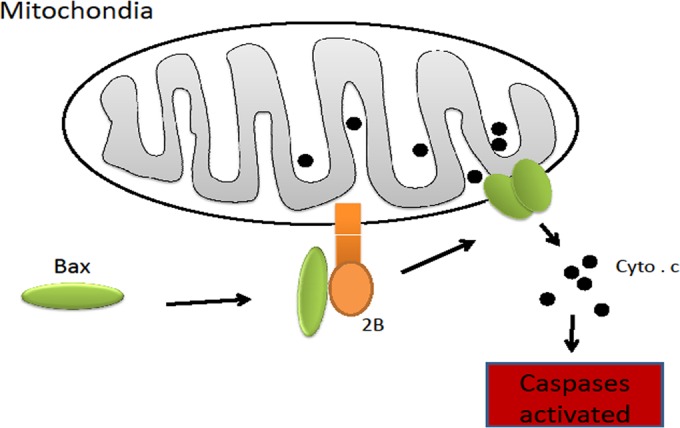 FIG 12