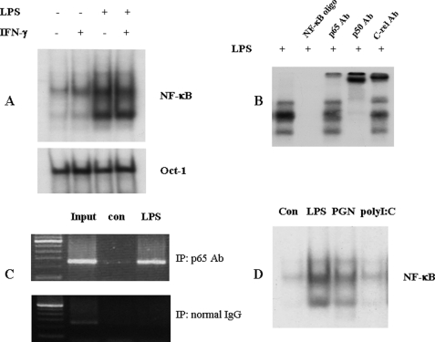 FIGURE 4.