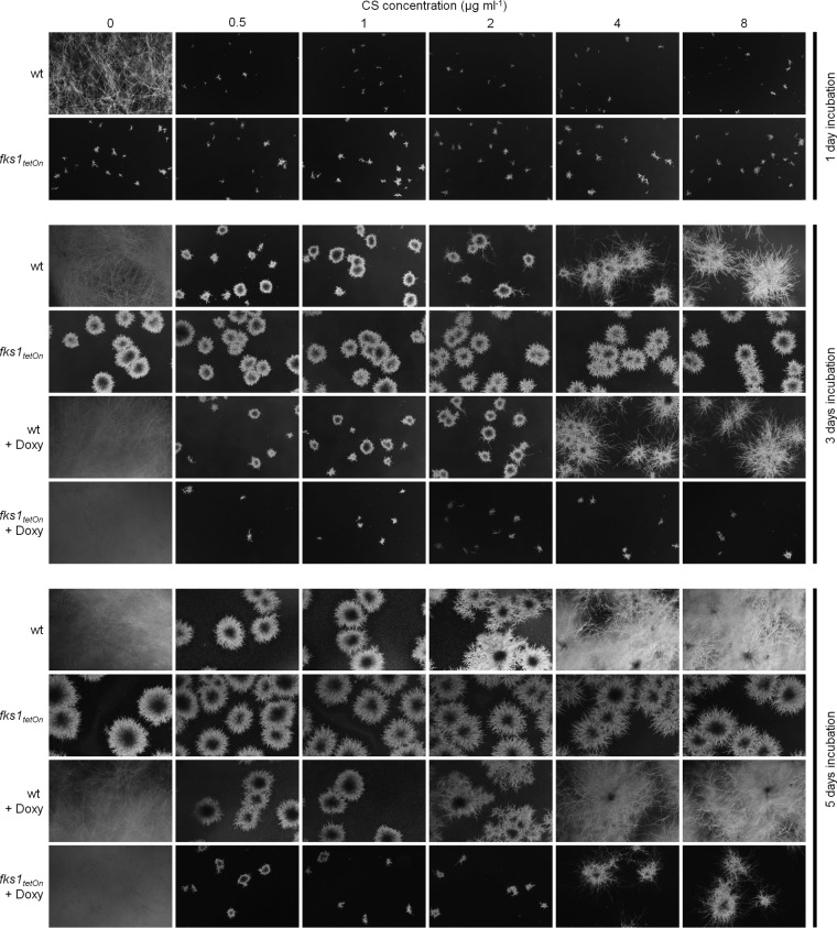 FIG 3