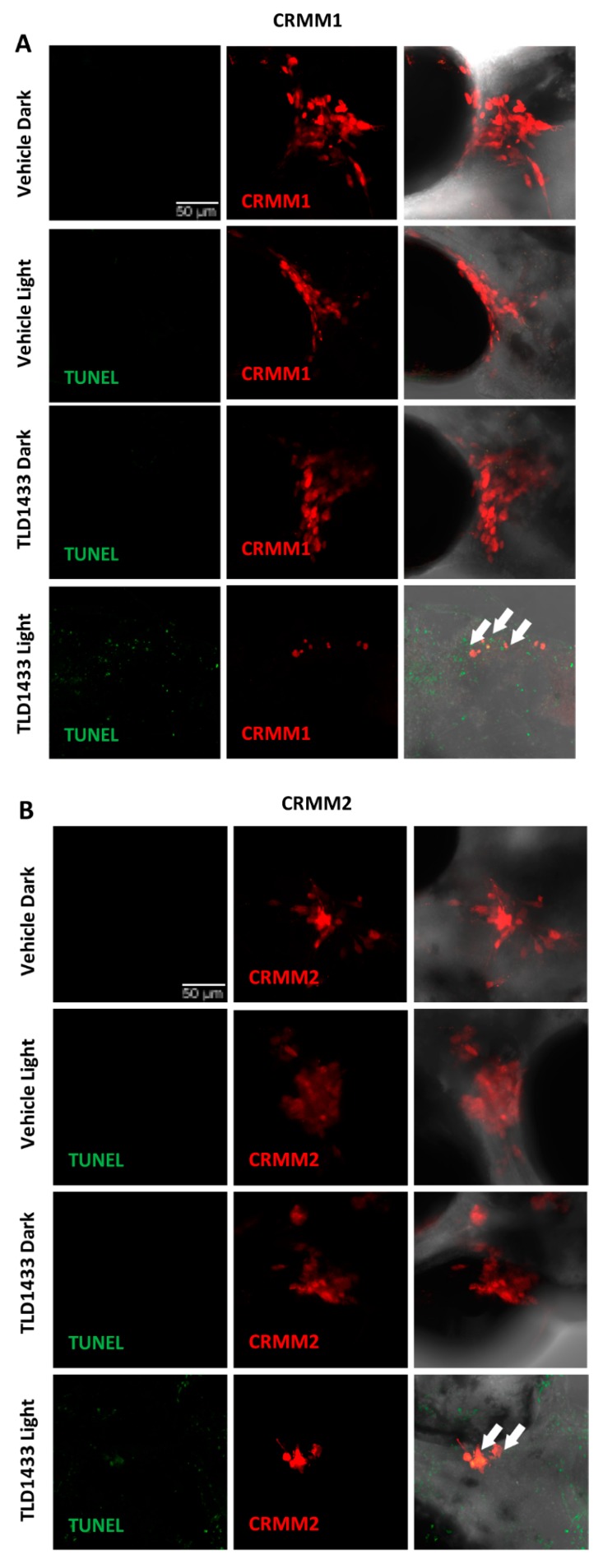 Figure 10