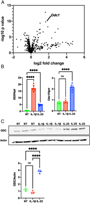 FIGURE 1. ODC is upregulated in IL-23–activated ILC3s. (A) MNK-3 cells were treated with IL-23 for 4 h or left untreated and analyzed by NanoString nCounter analysis using a mouse metabolism panel with 748 genes and 20 internal reference genes. Shown is a volcano plot with the Odc1 marked. (B) MNK-3 cells were treated with IL-23 or IL-1β for 4 h or left untreated (NT). Il22 and Odc1 mRNA levels were semiquantitated by real-time RT-PCR. Each point represents one well, and bars indicate mean. n = 6. Data are representative of three independent experiments. (C) MNK-3 cells were treated with IL-23 or IL-1β for 18 h or left NT, and cell lysates were analyzed by Western blotting to examine ODC and actin levels. Each point represents one well, and lines indicate means. n = 3. Data are representative of two independent experiments. ****p &lt; 0.0001. Differences that were not significant (p &gt; 0.05) are marked as “ns.”