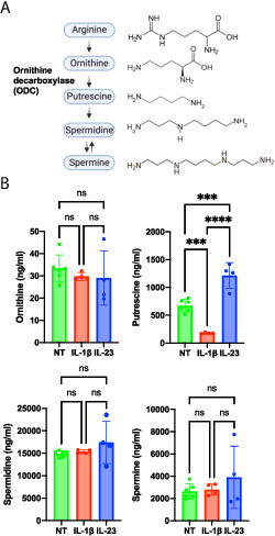 FIGURE 2. Polyamines are increased in IL-23–activated ILC3s. (A) Polyamine synthesis pathway. ODC catalyzes the rate-limiting step of the conversion of ornithine to putrescine in the polyamine synthesis pathway. Putrescine acts as a substrate for the synthesis of spermidine, which in turn acts a substrate for the synthesis of spermine. (B) MNK-3 cells were activated by IL-1β (n = 4), IL-23 (n = 4), or left untreated (NT) (n = 6) for 18 h. Cells were harvested and subjected to targeted metabolomics analysis by HPLC-MS. Each point represents one well, and bars indicate mean. Data presented are representative of two independent experiments. ***p &lt; 0.001, ****p &lt; 0.0001. Differences that were not significant (p &gt; 0.05) are marked as “ns.”