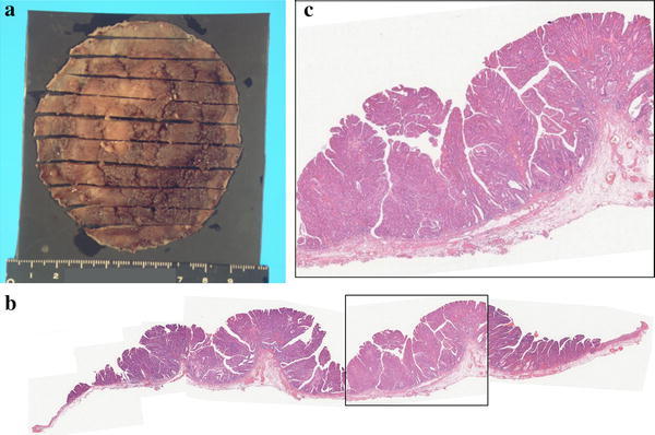 Fig. 3