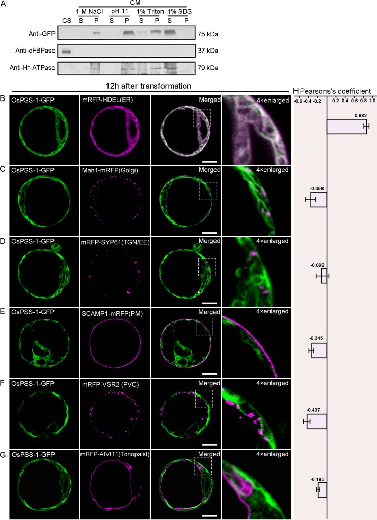 Fig 6