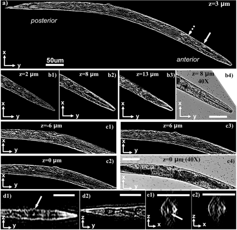 Fig. 3.