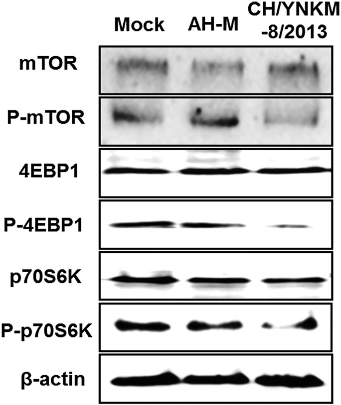 Fig. 7