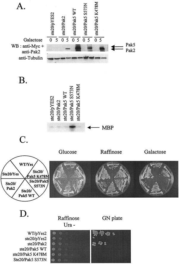 FIG. 1.