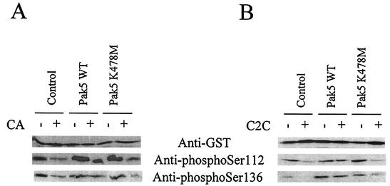 FIG. 5.