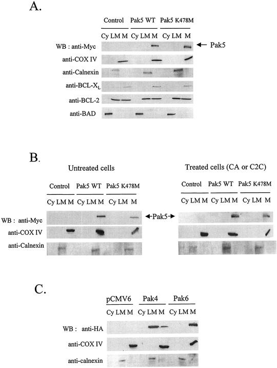 FIG. 8.