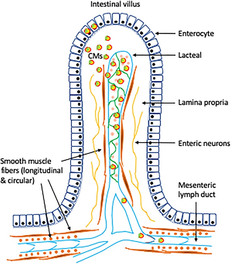 FIGURE 1