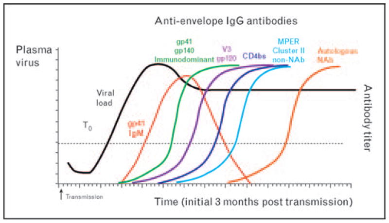 HIV-1-specific antibody responses during acute and chronic HIV-1 ...